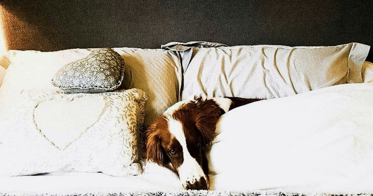 快適な枕で眠る