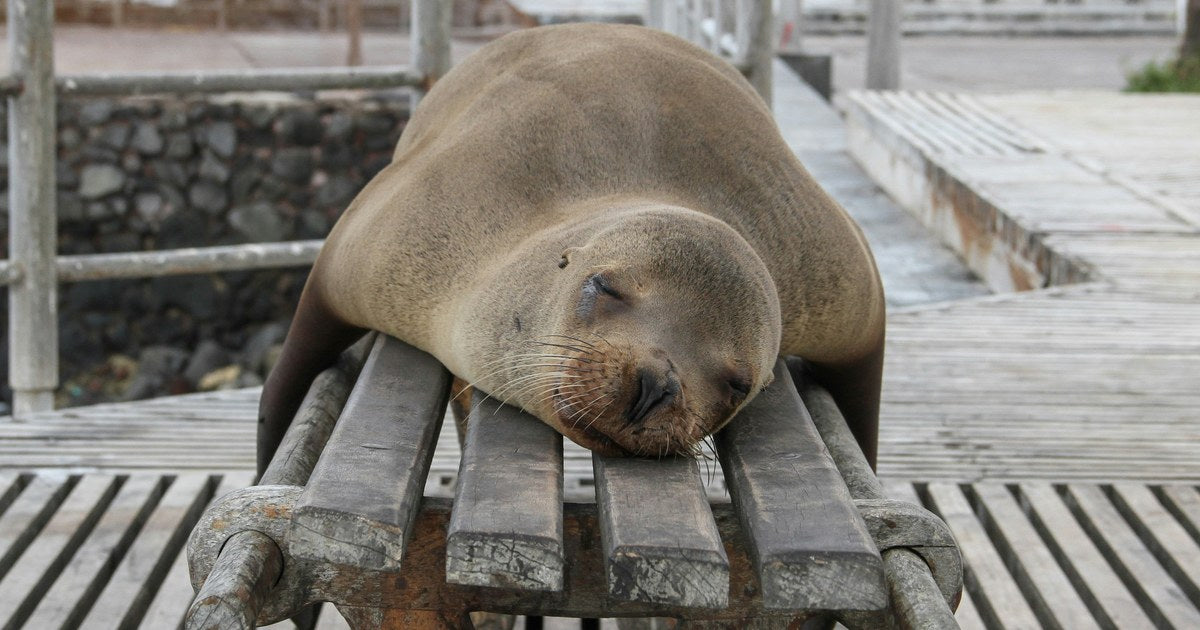 昼寝をしている人