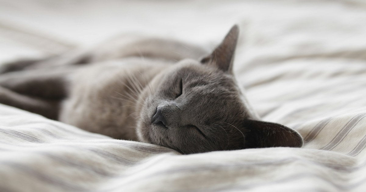 快適な睡眠のイメージ